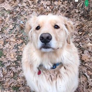 Meet your Posher, Sumer